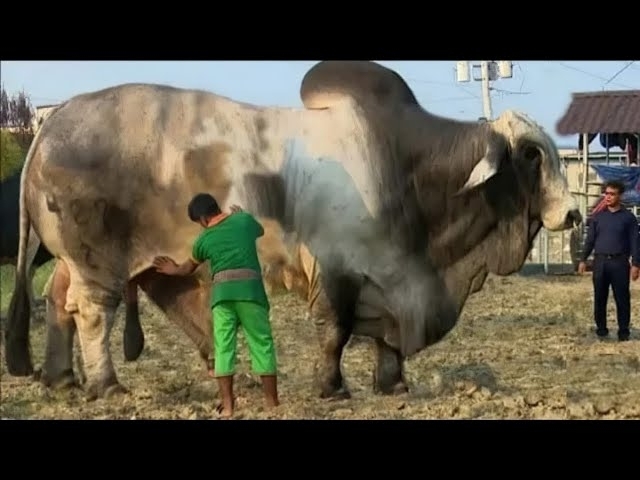 THE BIGGEST BULL In The World