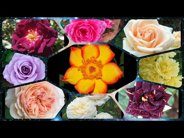 182 - 20 Almost Thornless Rose Varieties of the World