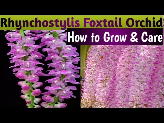 Foxtail Orchid Care | Rhynchostylis Foxtail Orchid Care Tips | Kopou Phool