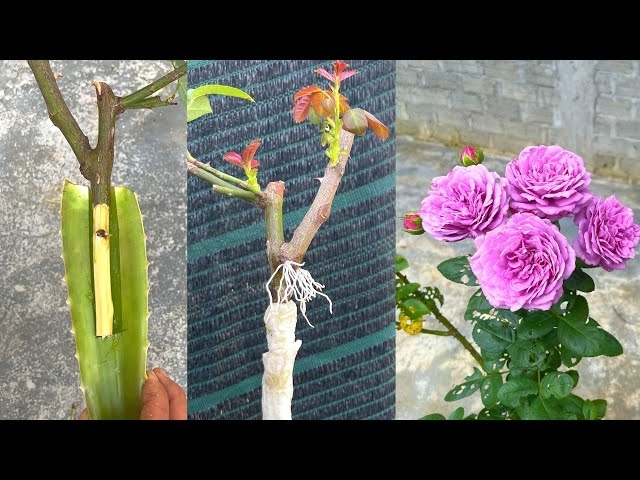 Nhân giống cành hoa hồng màu tím bằng lá nha đam | How to grow roses
