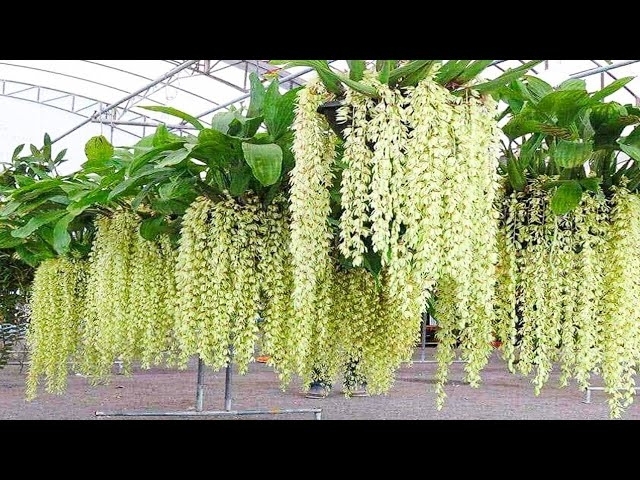 Amazing Orchid Flower Cultivation with Coir - Orchid farming Technique and Harvesting in Greenhou...