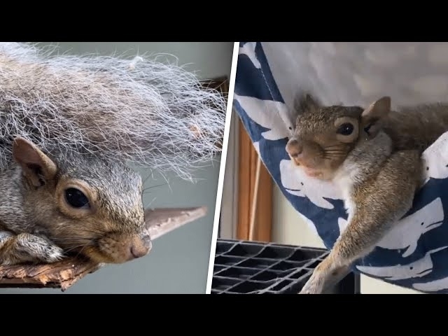 Woman saves a squirrel's life. Now he refuses to leave her home.