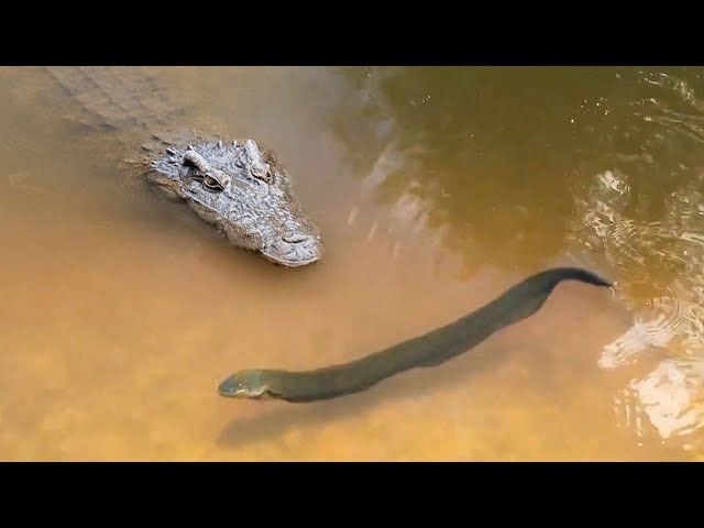 This Alligator Will Die From 860 Volts