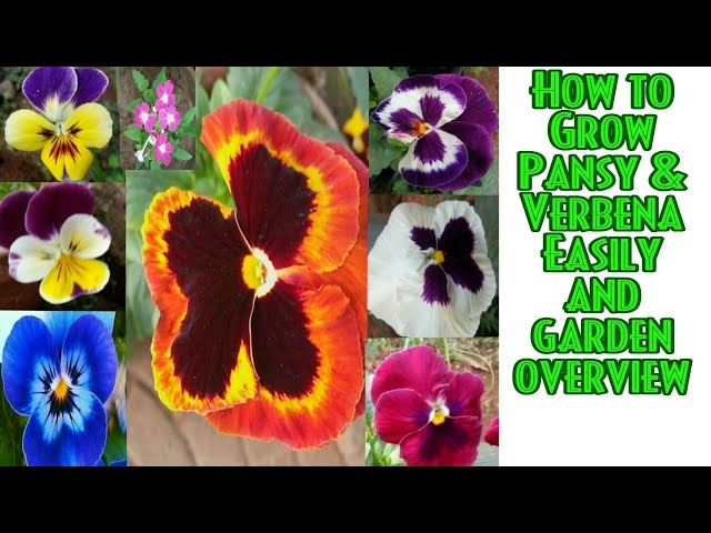 11 - How to grow Pansy & Verbena || Winter Flowers || Garden Overview || Rose Era