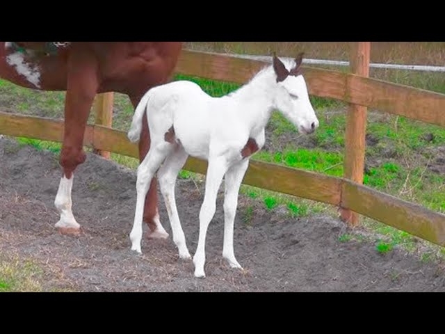After This Baby Horse Was Born, Her Owners Realize How Incredibly Rare She Is
