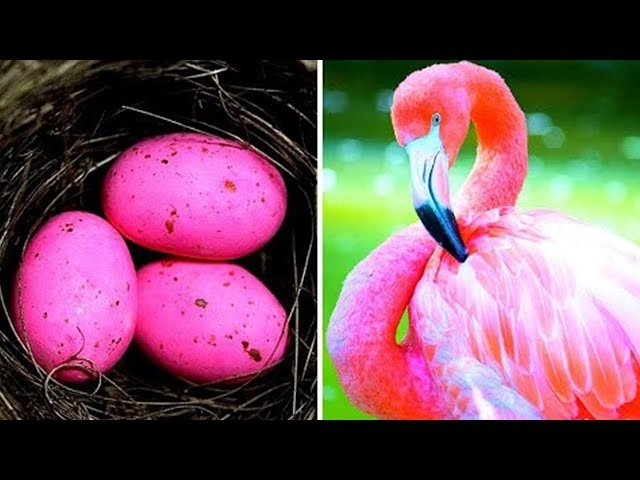 The Most Expensive Animal Eggs in the World