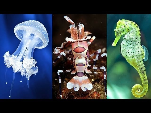 10 Most Beautiful Sea Creatures on Planet Earth (P#2)