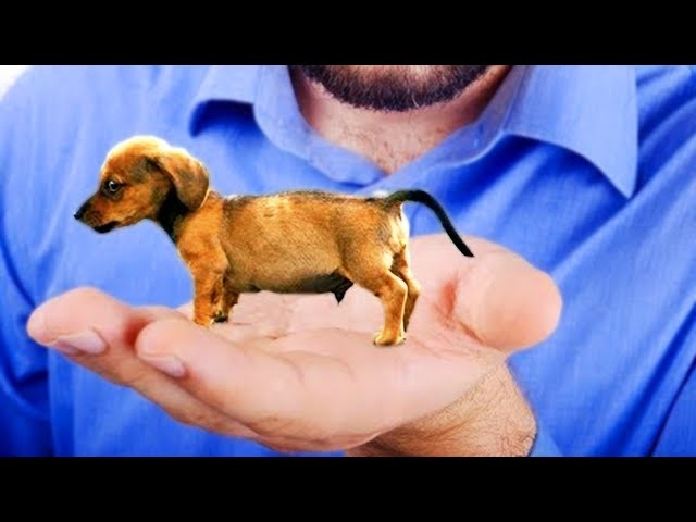 20 Smallest Dog Breeds In The World