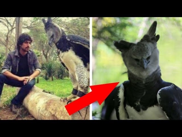 The Harpy Eagle Is A Bird So Big That Some People Think It’s A Person In A Costume