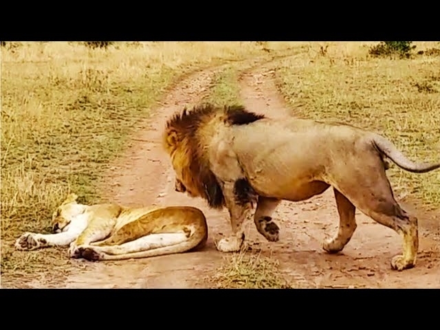 How Not to Wake Up a Lioness!