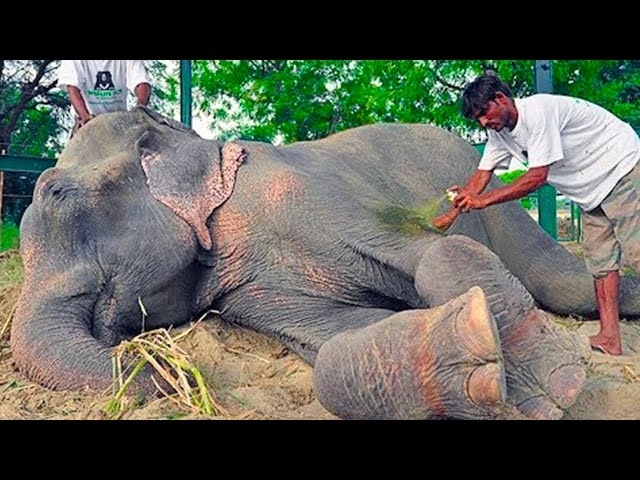 This Elephant Was Chained For 50 Years. Here's What Happened When He Was Released