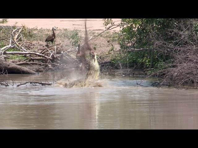 Jaws of the Wild: Crocodile Flips Impala at Kruger National Park!