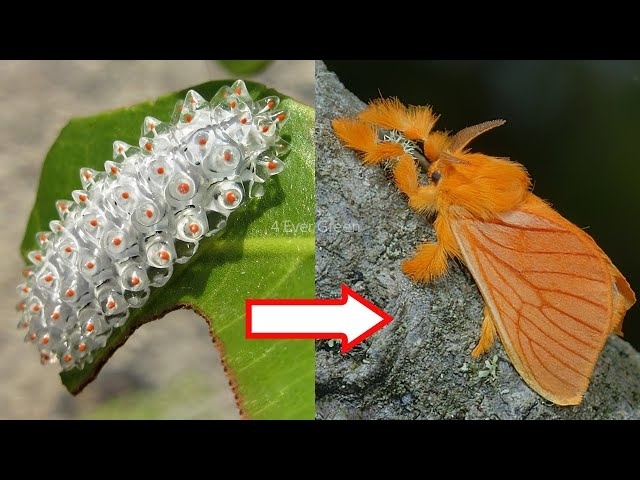10 Amazing Caterpillars to Moths/Butterflies Transformations