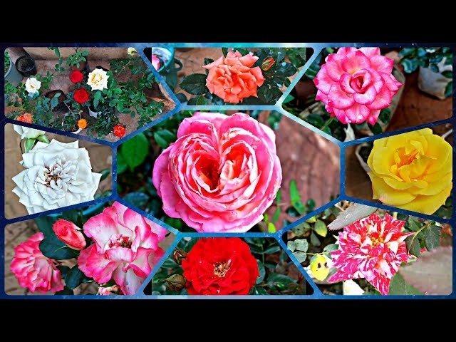 161 - Rose Nursery Winter Shopping With Price list (In Description) || Rose and Other Flowers
