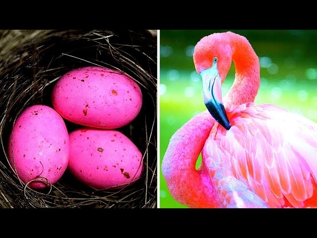 10 Most Unique Bird Eggs In The World!