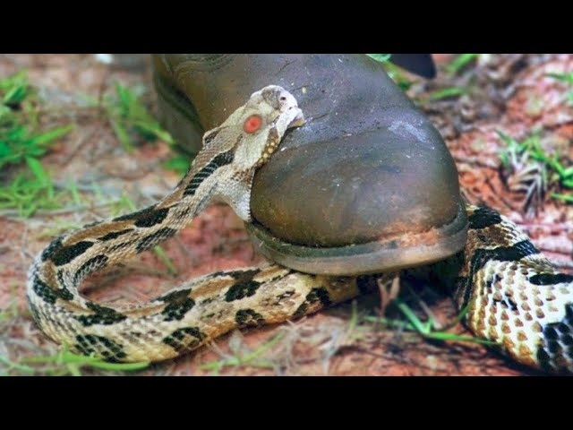 15 Terrifying Snakes That Will Probably Kill You