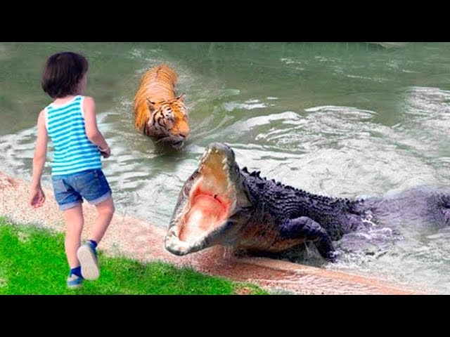 Crocodile Grabs This Girl and Drags Her Into Water, No One Could Imagine What Happens Next