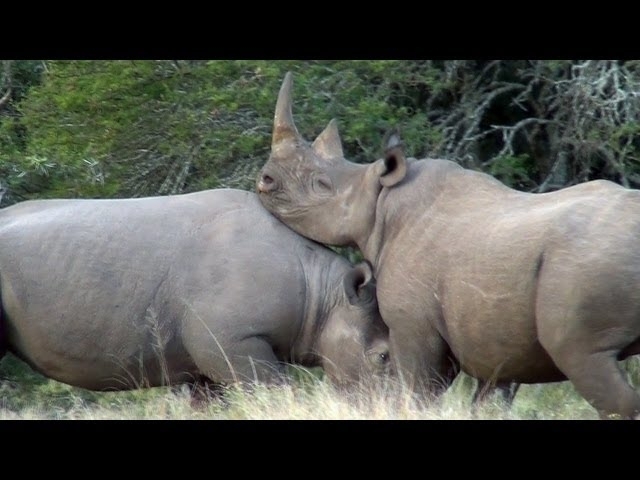 Intense Battle of Black Rhinos for Territory
