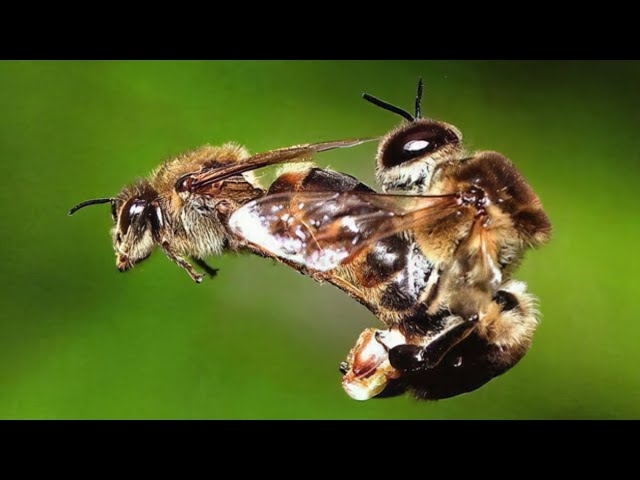 Here Is Why Bees Die After Doing This !