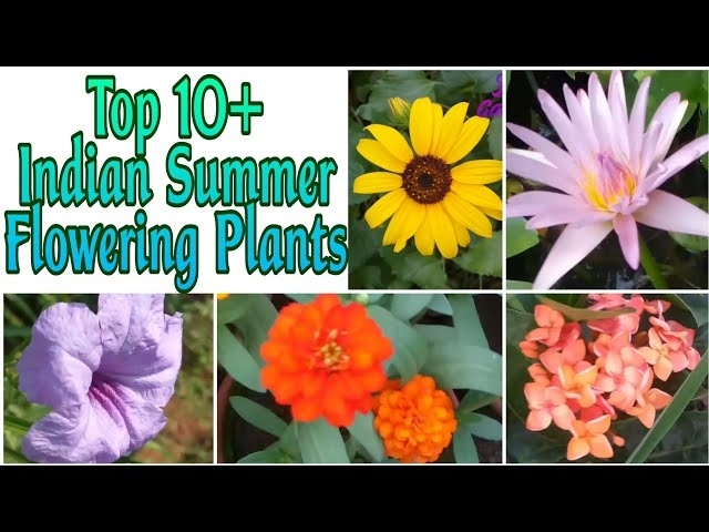 50 - Top 10+ Summer Plants || Summer Flowers || Part 1