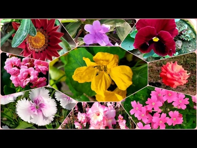 149 - Top 30 WINTER FLOWERS to Buy this season || Kalanchoe, Rose, Verbena, Chrysanthemum, Dianth...