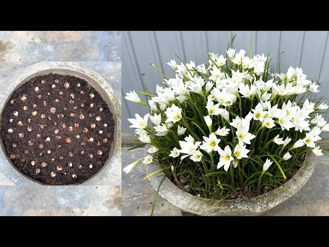 Cách trồng hoa huệ mưa màu trắng bằng củ | How to grow rainlily flowers