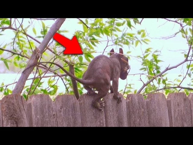 Man's Camera Caught Some Strange Creature on Fence