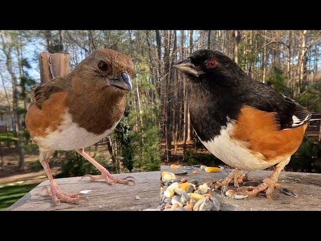 Eastern Towhee - Hear their Calls! - Watch before your next bird outing!