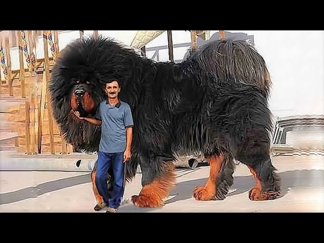 15 Most Expensive Dogs in the World