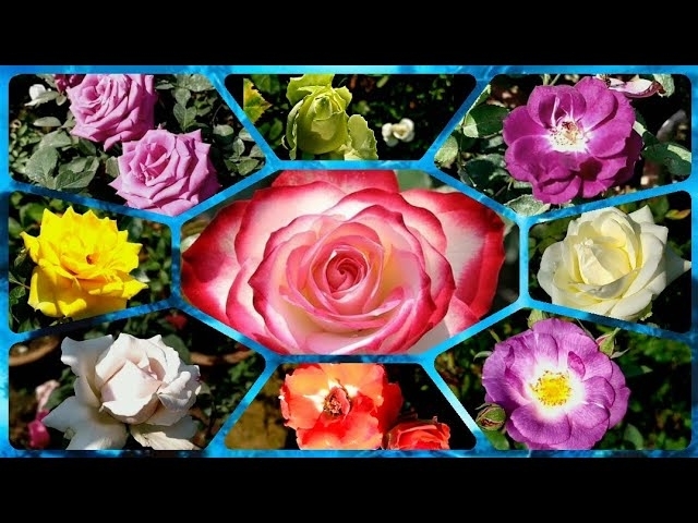 166 - Rose Nursery Visit | Green Rose, Midnight Blue, Cherry Parfait, Blue For You | Ep. 6 S3