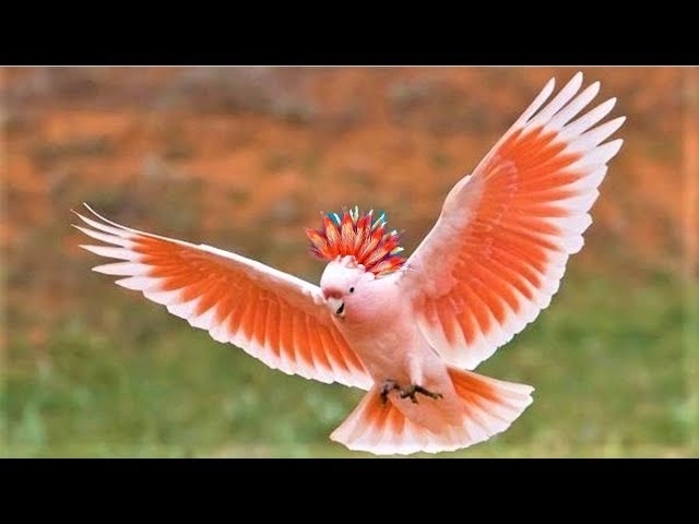 10 Most Beautiful Cockatoo Species on Planet Earth