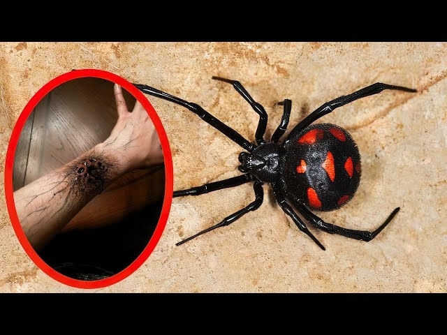 Top 10 MOST VENOMOUS SPIDERS In The World