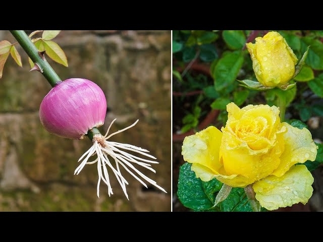 Very happy!!The method of growing roses with onions was 100% successful | Grow roses from branche...