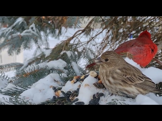 Cardinals and sparrow in snowy branches