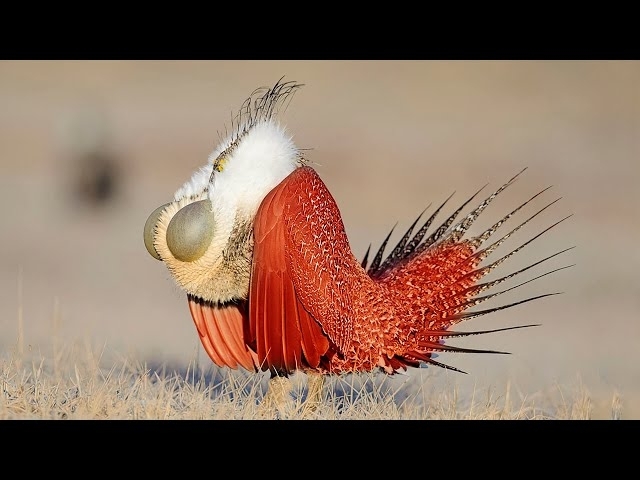10 Beautiful Grouse Birds With Strange Voices