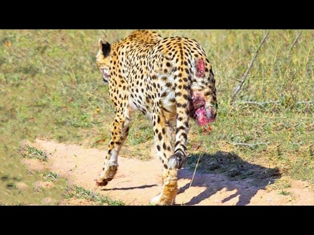20 Times Leopards Chose The Wrong Prey And Got Injured