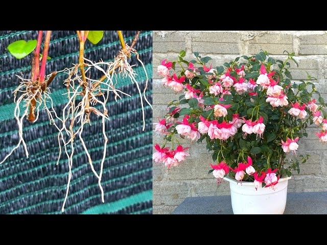 Try growing Fuchsias in water and in the ground | Hoa lồng đèn