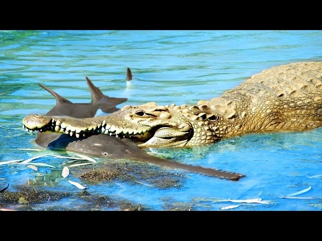 The Prey That Crocodile Will Regret to Eat It