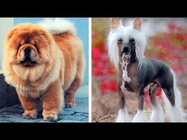 Top 10 Most Expensive Dog Breeds (2019)