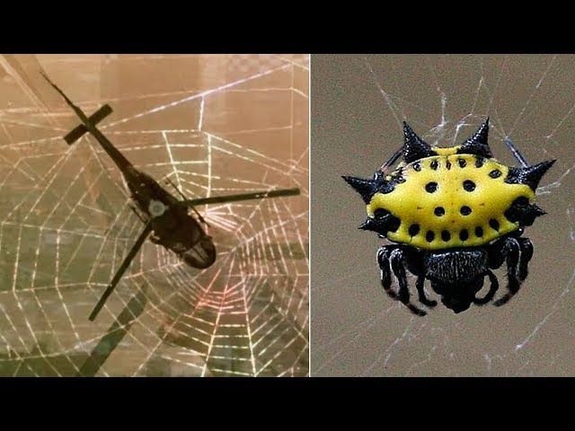 THE STRONGEST SPIDER WEBS In The World ????