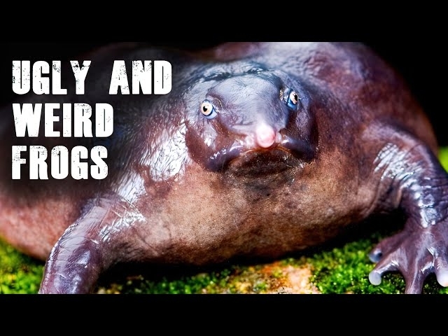 Meet the ugliest frogs in the world | These frogs really look weird