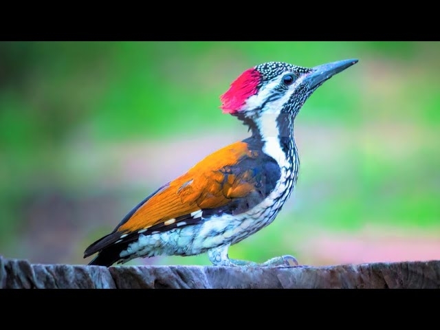 10 Most Beautiful Woodpeckers in the World