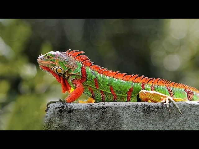 15 Most Beautiful Iguanas in the World