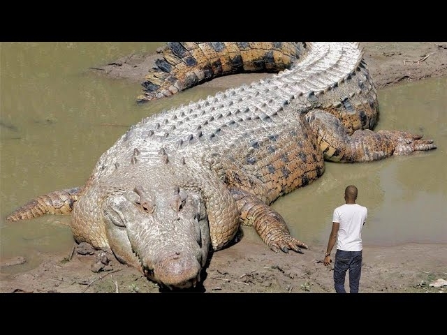 15 Biggest Animals Ever Captured!