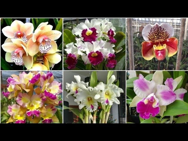 The Most Beautiful ORCHID Flowers//+60 Amazing flower collections???? #orchid #flowers #Anotheri