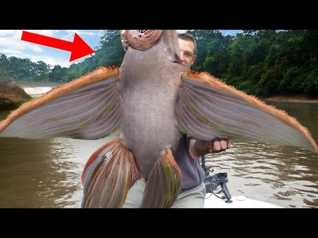 Craziest Creatures Found In The Amazon