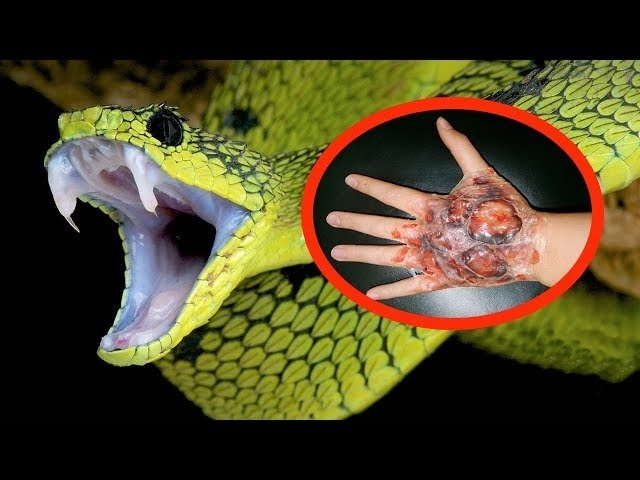 THE MOST VENOMOUS SNAKES In The World