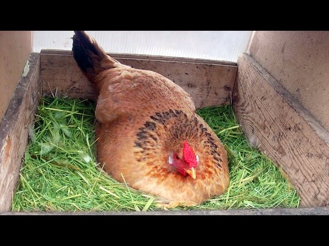 A Hen Was Hiding Something Under Herself.When The Farmer Lifted Her, he Couldn’t Believe What h...