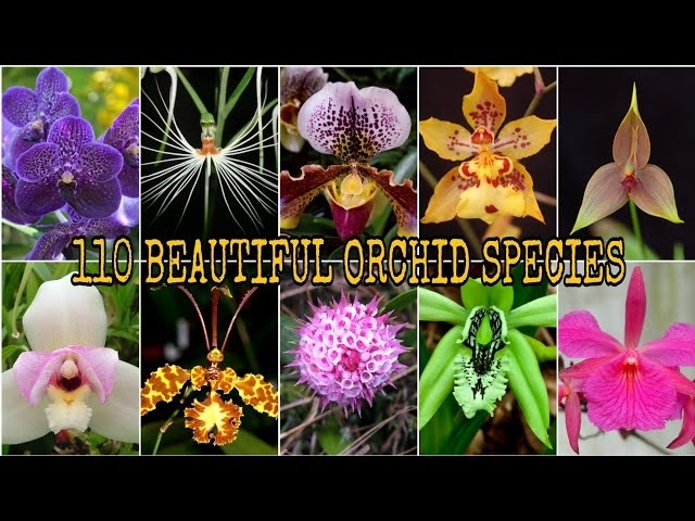 110 BEAUTIFUL ORCHID SPECIES